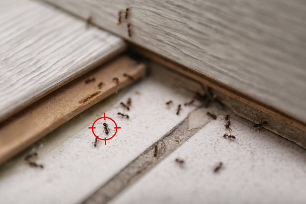Best Mosquito Control Services  in Rpinteria, CA